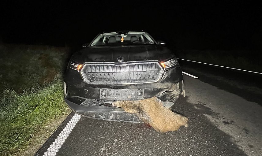 Bild: Verkehrsunfall mit Wildschwein