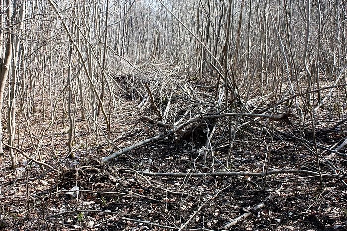 Bild: Spuren im Wald
