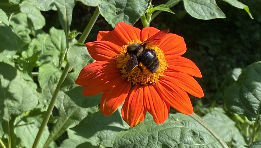 Bild: Der Sp&auml;tsommer verlockt zum naschen an den Bl&uuml;ten