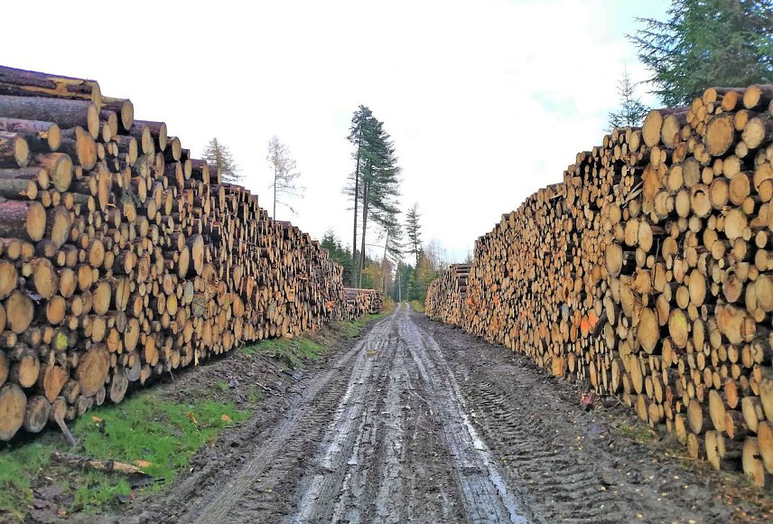 Bild: Holzpolter im Mittelgrund