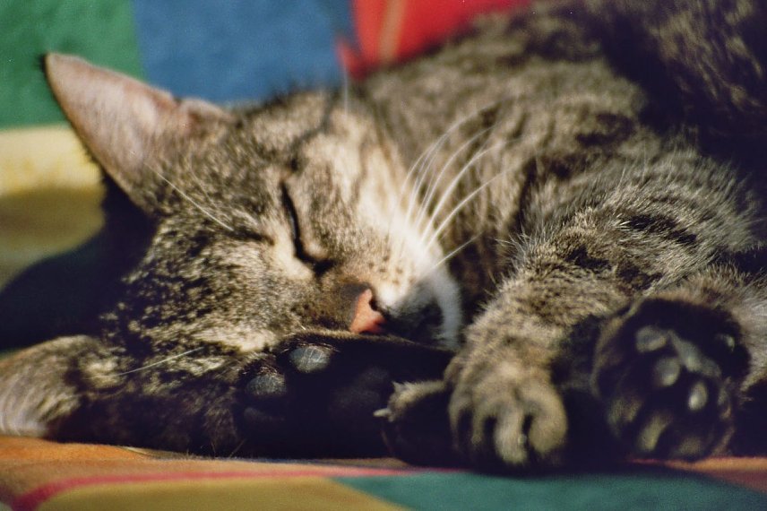 Bild: Katzenhalter d&uuml;rfen ihre Pflicht gegen&uuml;ber ihres Tieres nicht vernachl&auml;ssigen