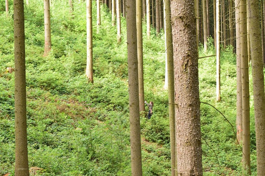 Bild: Jede Fichte muss angelaufen, gepr&uuml;ft und ggf. als K&auml;ferbaum markiert werden: In Hanglagen mit reicher Naturverj&uuml;ngung am Boden eine schwei&szlig;treibende Arbeit f&uuml;r Waldbesitzende und Forstleute