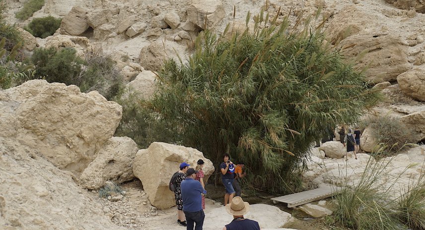 Bild: In der Oase Ein Gedi