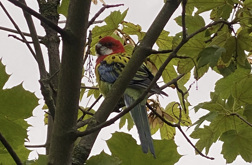 Bild: Wer hat diesen Vogel in Nordhausen gesehen?