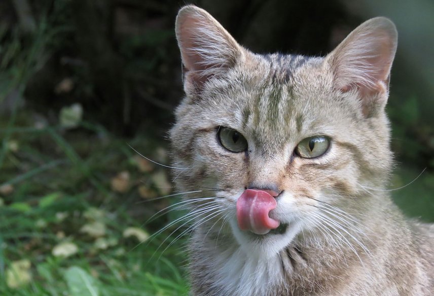 Bild: Wildkater Leo im Wildkatzendorf