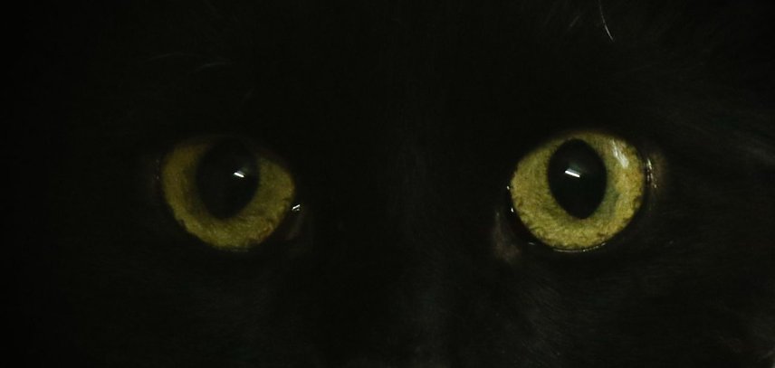 Bild: Zu Halloween will man im Nordh&auml;user Katzenhaus die Schwarzen Bewohner in den Vordergrund r&uuml;cken
