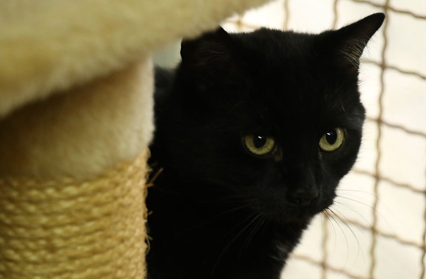 Bild: Schwarze Katzen haben es in der Vermittlung bis heute schwerer als viele Artgenossen
