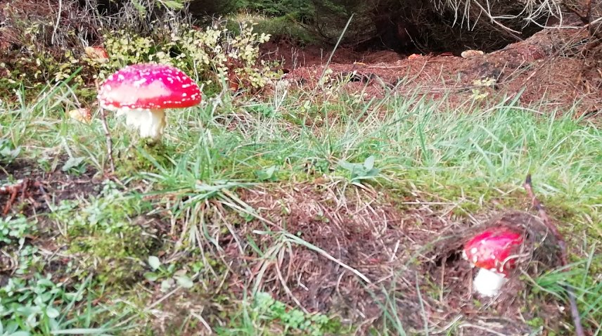 Bild: Der Herbstwald lockt wieder zum Pilzesuchen - aber nicht alle sollten mitgenommen werden!