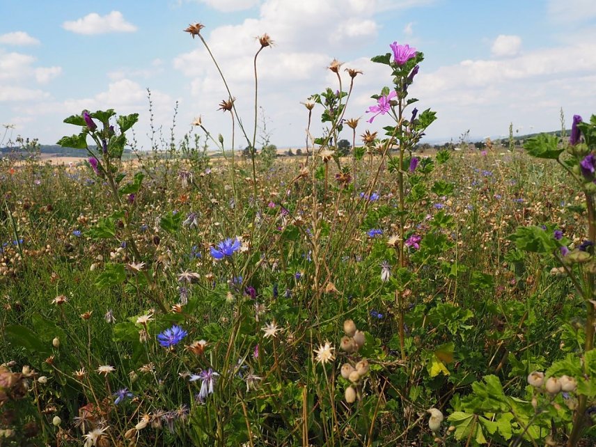 Bild: Bl&uuml;tenpracht am Feldrand