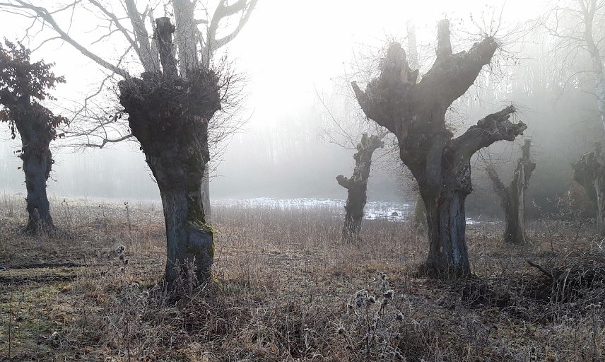 Bild: Adventswanderung im Dezember 