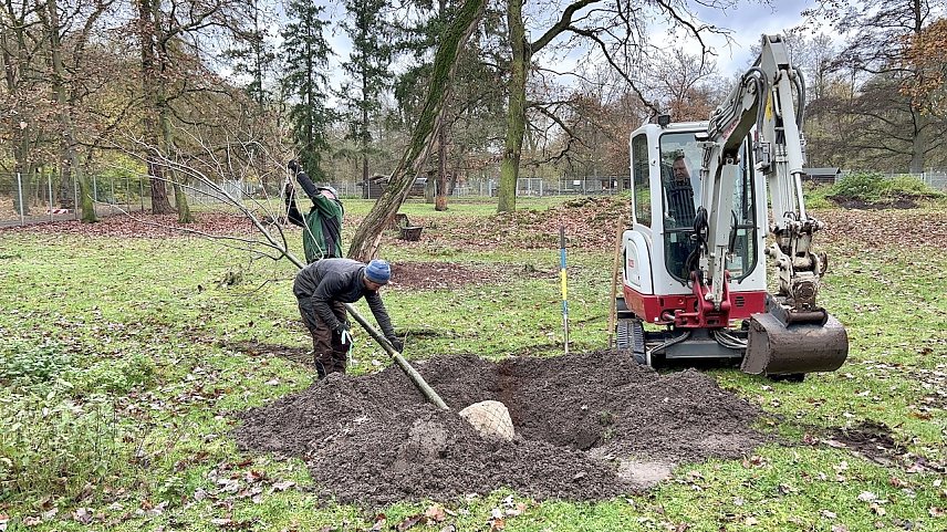 Bild: Baumpflanzungen im Stadtpark