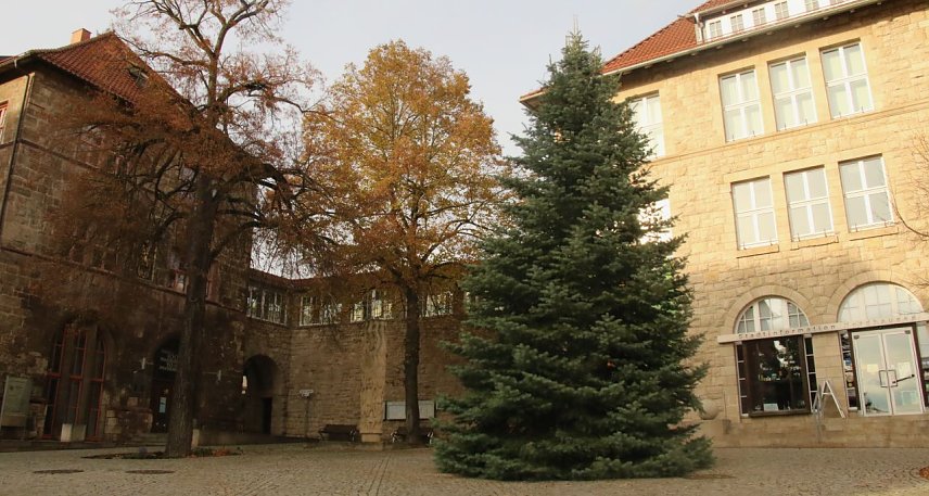 Bild: Der Nordh&auml;user Weihnachtsbaum ist in diesem Jahr eine acht Meter hohe Colorado-Tanne aus Hesserode