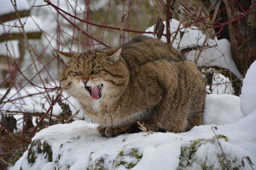 Bild: Wildkater Franz im Schnee