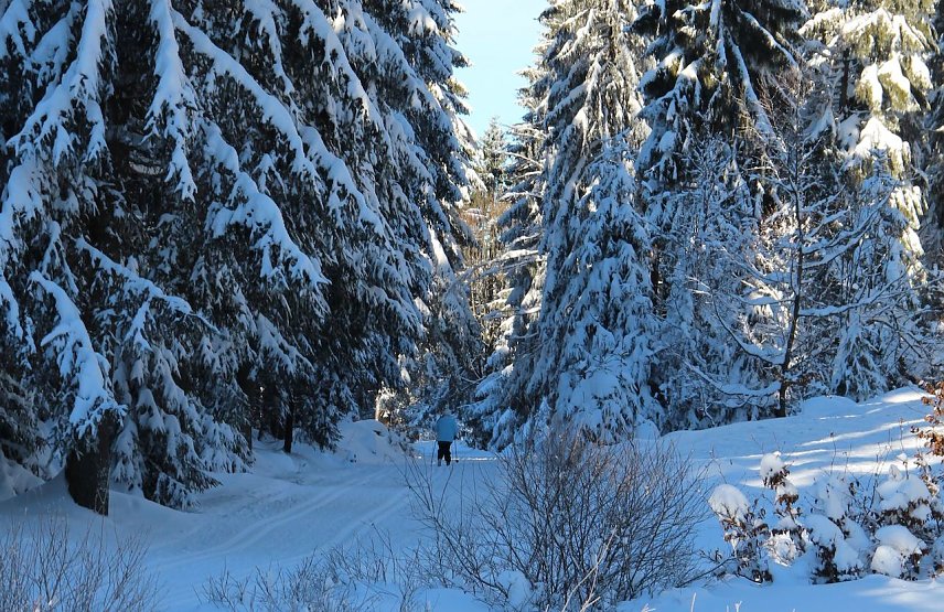 Bild: Wintersport im Wald nimmt R&uuml;cksicht auf das Wild, wenn z. B. der Langl&auml;ufer auf den Loipen bleibt und m&ouml;glichst leise seine Bahnen zieht. Hunde sind gerade im Winter im Wald an der Leine zu f&uuml;hren