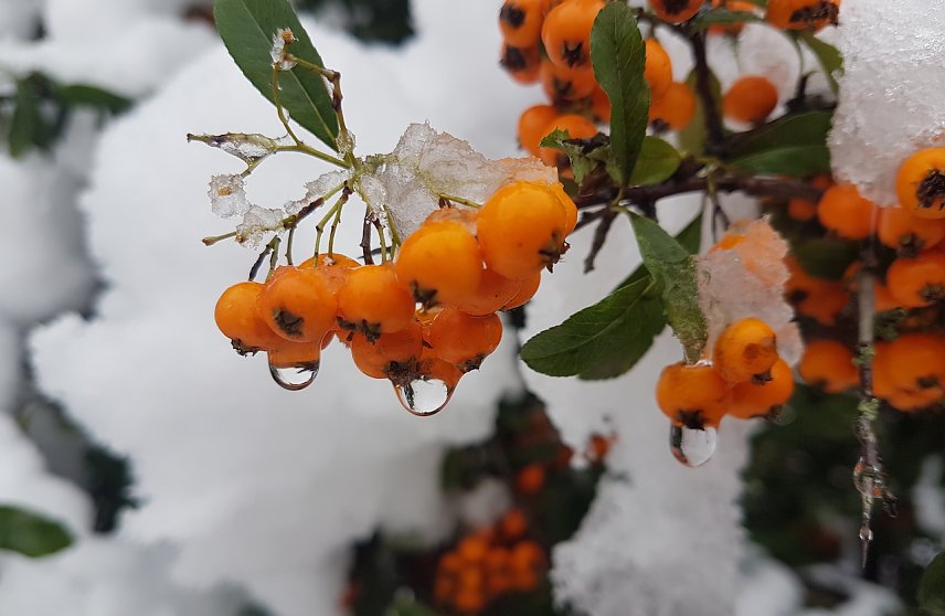 Bild: Momentaufnahme im Schnee 