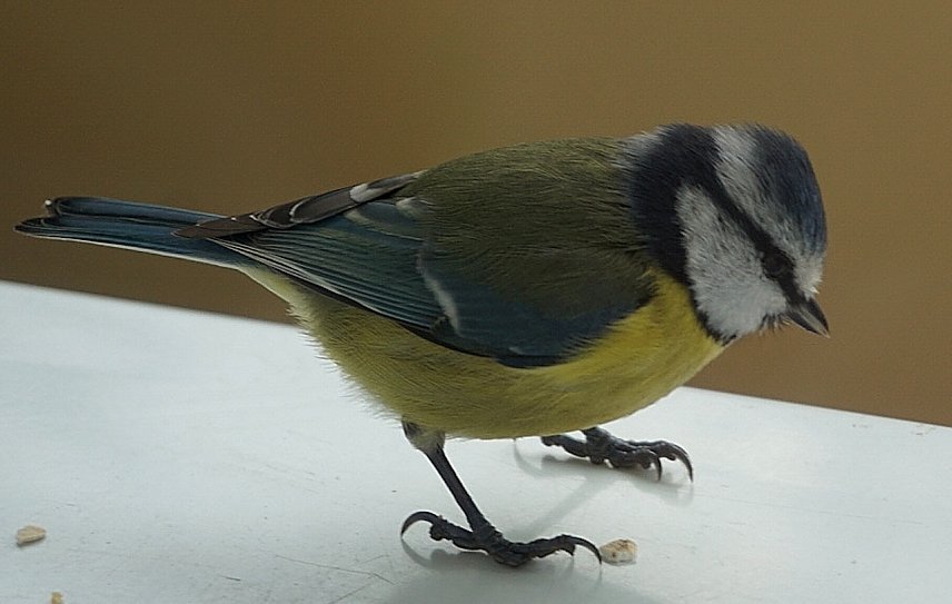 Bild: Kleine Blaumeise bei der Winterf&uuml;tterung