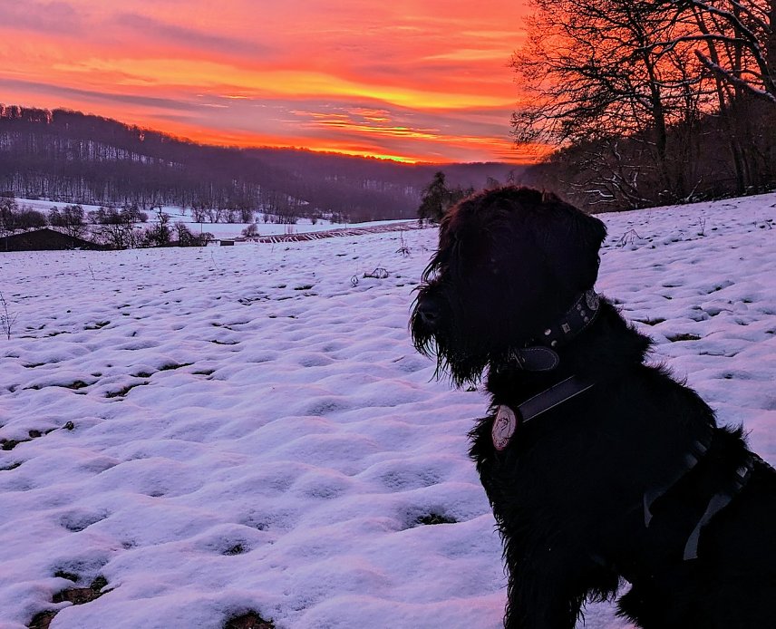 Bild: Riesenschnauzer Yuma im Morgenlicht