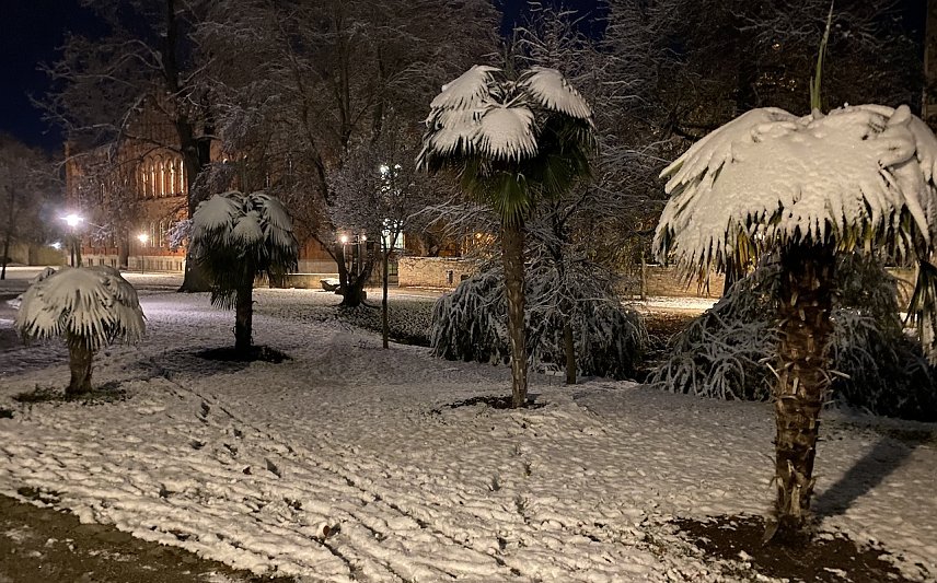 Bild: Auch die Langensalzaer Schneepalmen sind inzwischen in ihr Winterquartier umgezogen