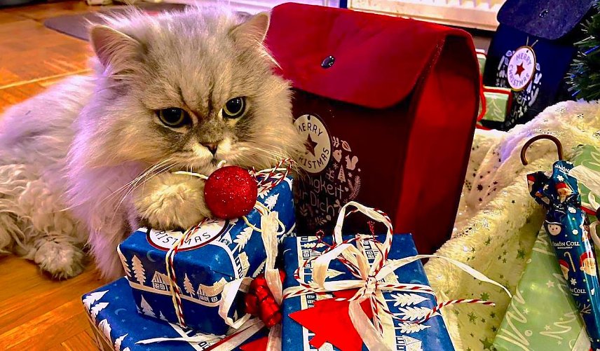 Bild: Willy und die Weihnachtsgeschenke