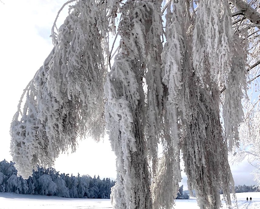 Bild: Wintertraum Th&uuml;ringer Wald, nahe Oberwirbach