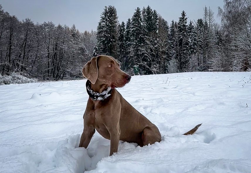 Bild: Michel liebt es im Schnee zu spielen - aufgenommen in Bad Sachsa