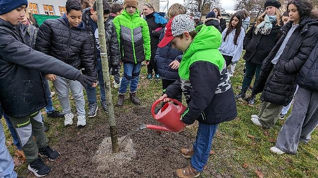 Bild: Eine. neue Sommerlinde ersetzt jetzt die im Fr&uuml;hjahr zerst&ouml;rte
