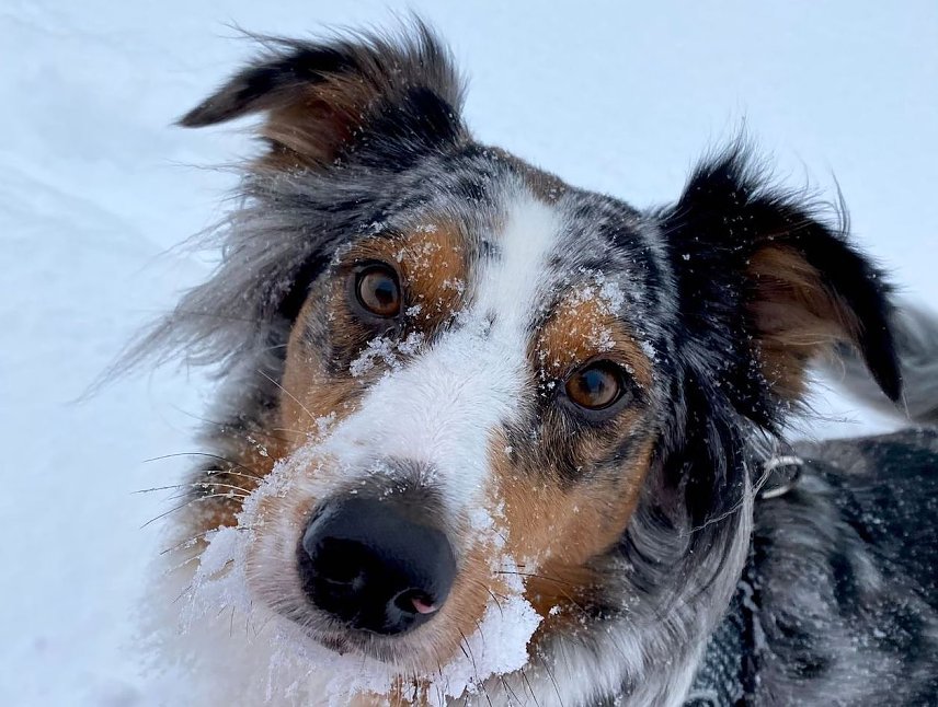 Bild: Familienhund Mila im Schnee