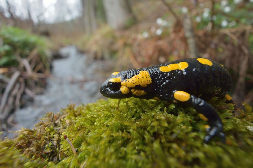 Bild: Ein Feuersalamander