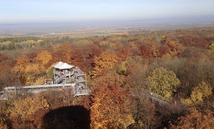 Bild: Nationalpark Hainich am Baumkronenpfad