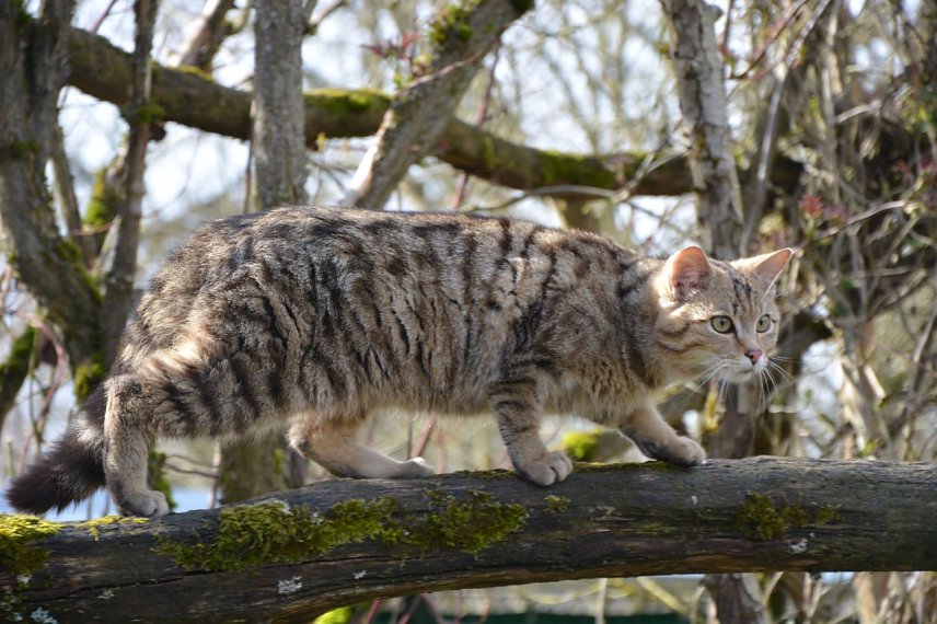 Bild: Wildkuder Leo 
