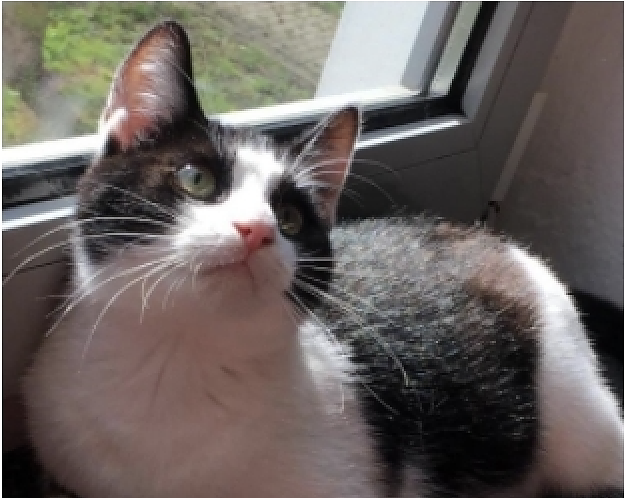 Bild: Kater Neo ist seit Silvester verschwunden