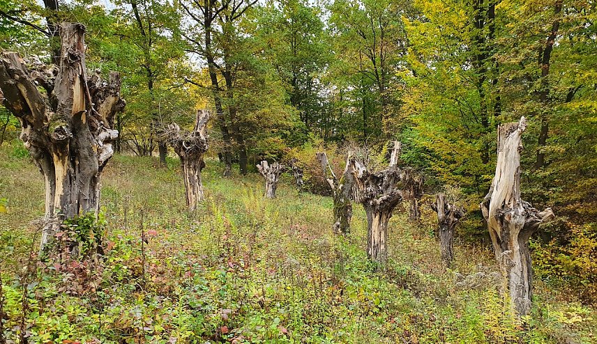 Bild: Unter anderem im Naturschutzgebiet R&uuml;digsdorfer Schweiz wurden alte Hainbuchen mit beh&ouml;rdlichem Segen geschneitelt, um eine historische Form der Waldbewirtschaftung wiederzubeleben. Sie starben jedoch ab, weil man grundlegende Erkenntnisse nicht beachtete. 