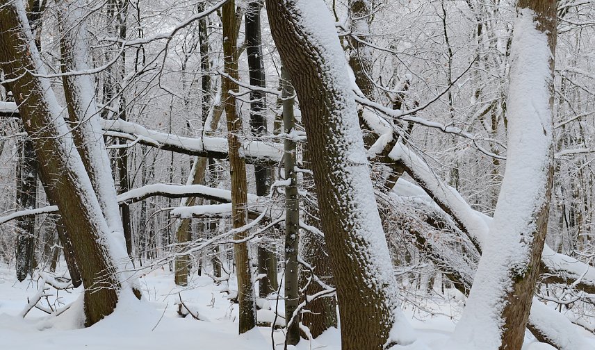 Bild: Winter im Nationalpark Hainich