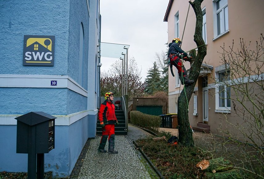 Bild: Thomas Gans von der Firma Wood-Master f&auml;llt eine kranke Sal-Weide, die auf einem Grundst&uuml;ck in der Meyenburgstra&szlig;e 10 stand. Sein Kollege Ren&eacute; Degenhardt unterst&uuml;tzt am Boden. 
