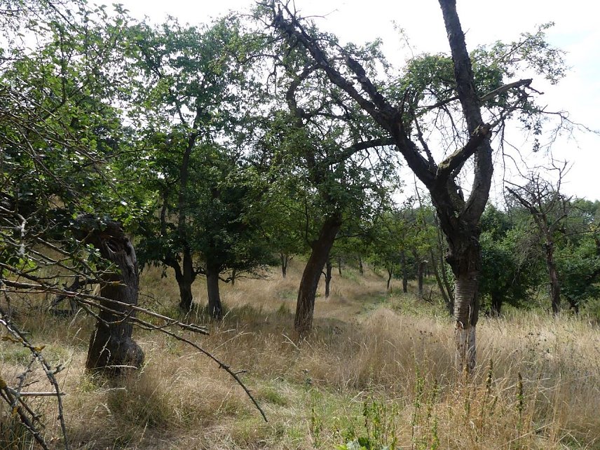 Bild: Alter Obstbaumbestand am Weinberg Bendeleben vor Ma&szlig;nahmebeginn