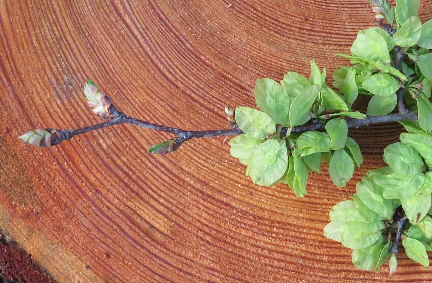 Bild: Aufbrechende Knospen der in Th&uuml;ringen seltenen Bergulme. Rechts Bl&uuml;tenbl&auml;tter, die sich zeigen, bevor die Bl&auml;tter am Baum gebildet werden