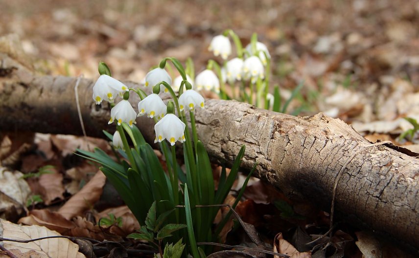 Bild: Durch wintertrockenes Laub und d&uuml;rre &Auml;ste streckt sich der M&auml;rzenbecher in vielen Laubw&auml;ldern Th&uuml;ringens Richtung Fr&uuml;hjahrssonne