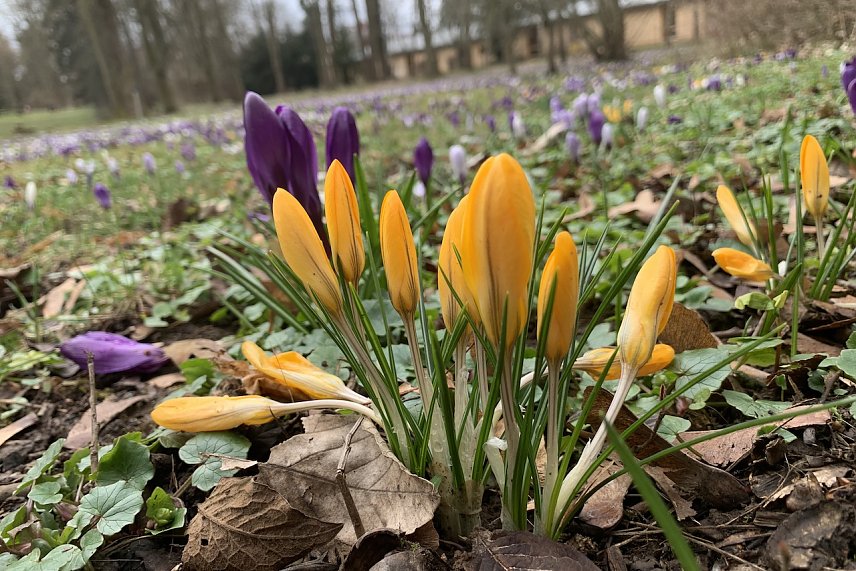 Bild: Fr&uuml;hlingsboten