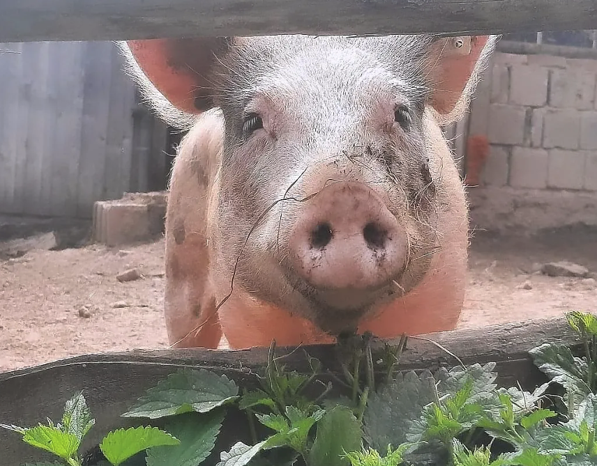 Bild: Auch Schweine k&ouml;nnen Gl&uuml;ck haben - etwa wenn sie auf dem Tierschutzhof "Heile Seele" im Eichsfeld leben