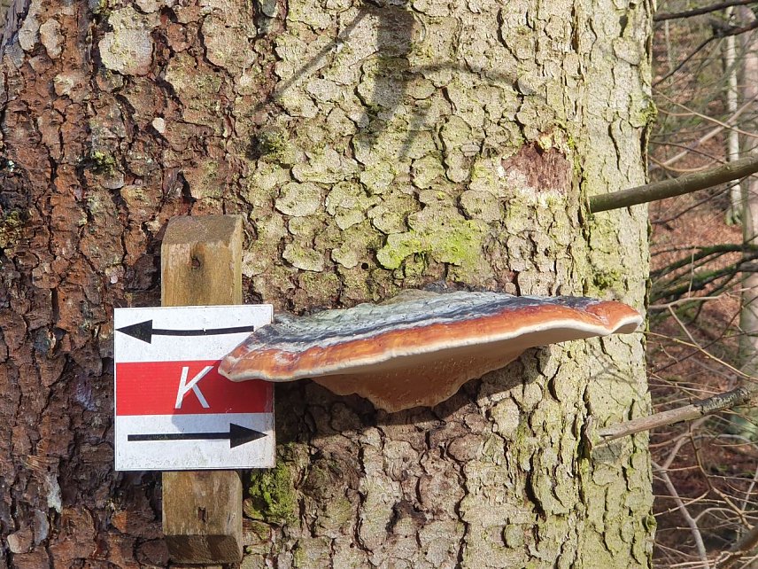 Bild: Hier &uuml;berw&auml;chst ein Exemplar des Rotrandigen Baumschwamms (Fomitopsis pinicola) eines der bekannten Karstwanderwegsmarkierungschildchen. Aufnahme vom 10.2.24  beim 49. S&uuml;dharz-Hunderter im NSG Alter Stolberg. 