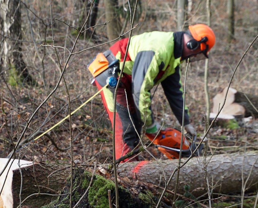 Bild: Kein Widerspruch: W&auml;hrend Geh&ouml;lzschnitt im eigenen Garten ab 1. M&auml;rz untersagt ist, laufen im Wald Holzerntema&szlig;nahmen auf Hochtouren