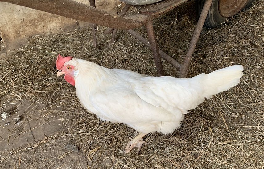 Bild: Henne Hermine auf einem artgerechten Hof in Franken