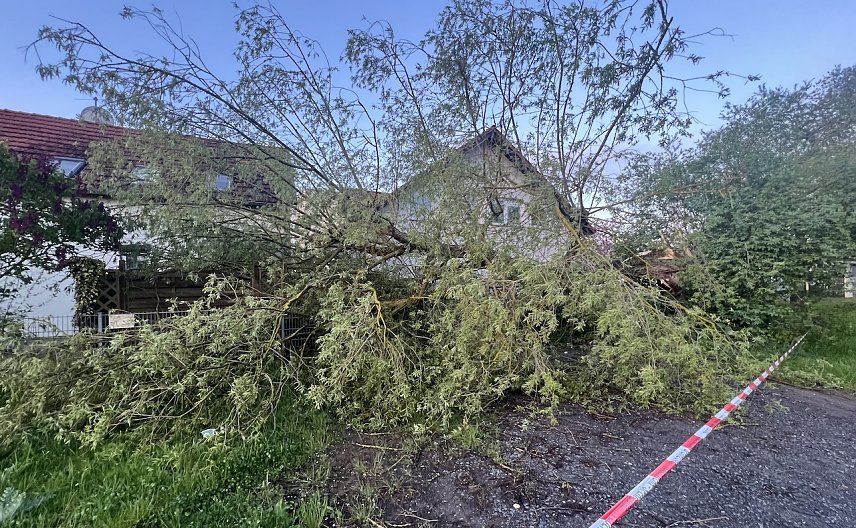 Bild: Baum st&uuml;rzt in Nordhausen auf eine Zaunanlage