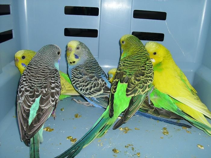 Bild: Jede Menge V&ouml;gel