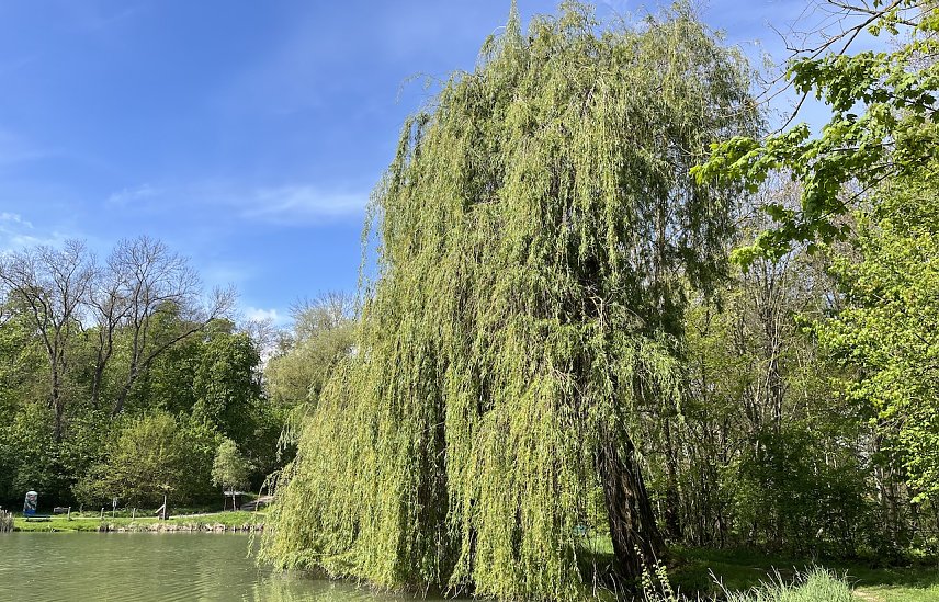 Bild: Der Fr&uuml;hling ist wieder da. Hier am B&ouml;hmenteich in Bad Langensalza