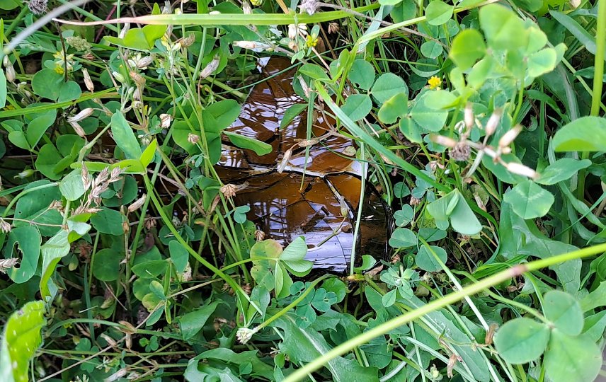 Bild: Hohes Gras in dem zerbrochene Flaschen liegen: So gesehen iauf einem Spielplatz in Nordhausen/Salza