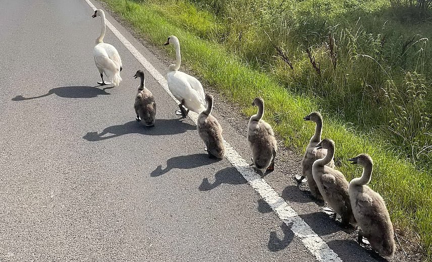 Bild: Familie Schwan macht einen Ausflug (bzw. Spaziergang)