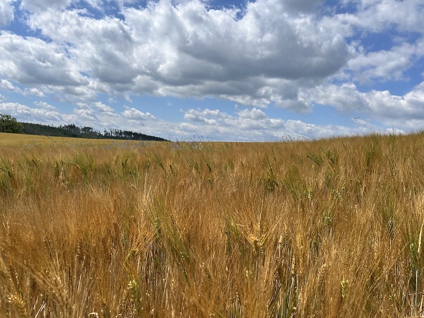 Bild: Wetter