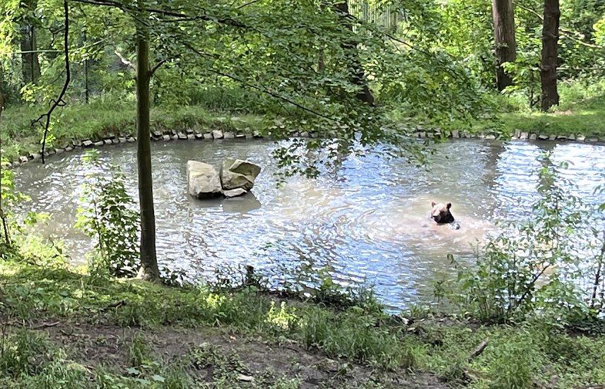 Bild: Abk&uuml;hlung im B&auml;renpark Worbis