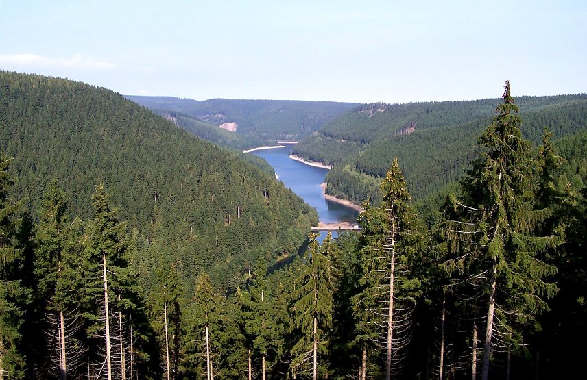 Bild: Die Fichte in Th&uuml;ringen, hier an der Ohratalsperre, ist trotz fortschreitendem Klimawandel l&auml;ngst nicht verloren: In den H&ouml;henlagen wird sie als Mischwaldbaumart erhalten bleiben